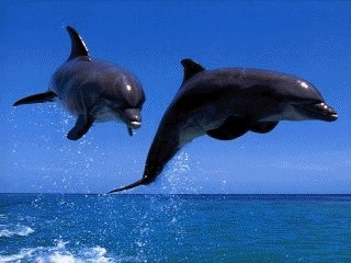 Dolphins Screensaver 1 screenshot