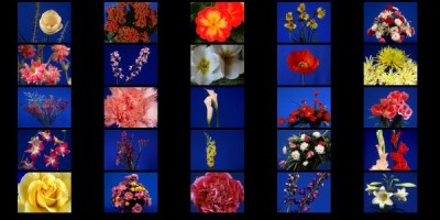 Flowers I Screensaver 1.0 screenshot