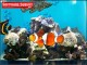 Aquarium Screensaver by Dream Computers Pty Ltd 1.0