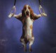 My Basset Hound Screen Saver 1.0